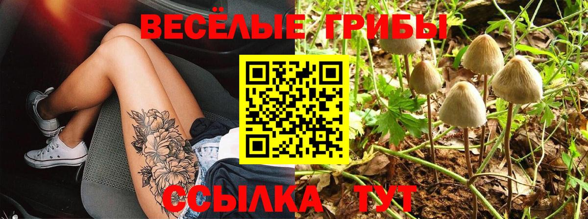 Губаха  купить  сайты  Вход с VPN  Псилоцибиновые грибы Psilocybe 